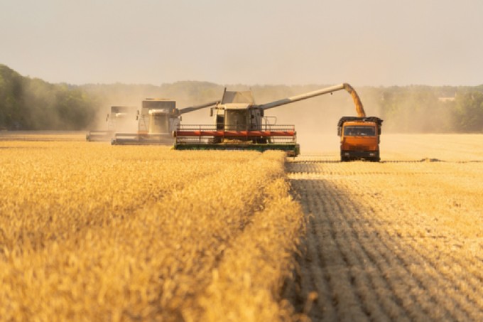Produção recorde de trigo provoca queda no preço de farinhas e pão