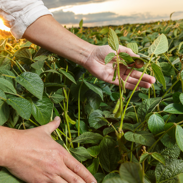 Defensivos Agrícolas